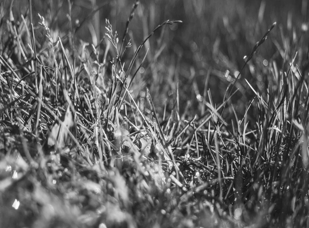 A Shared Life and Passion: The O'Donnell-Mitchell Partnership